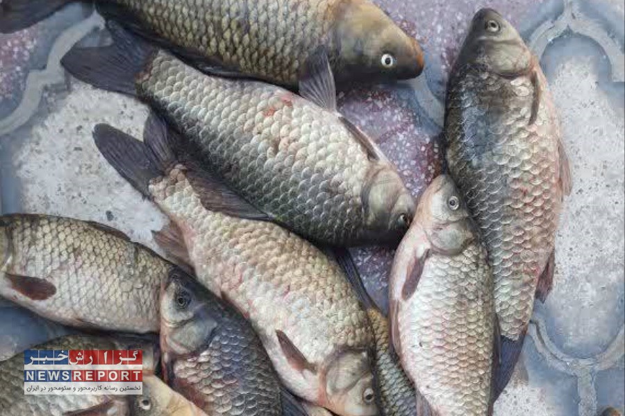 ۱۵۰۰ متر تور و ادوات ماهیگیری غیر مجاز در تالاب هفت برم کشف شد