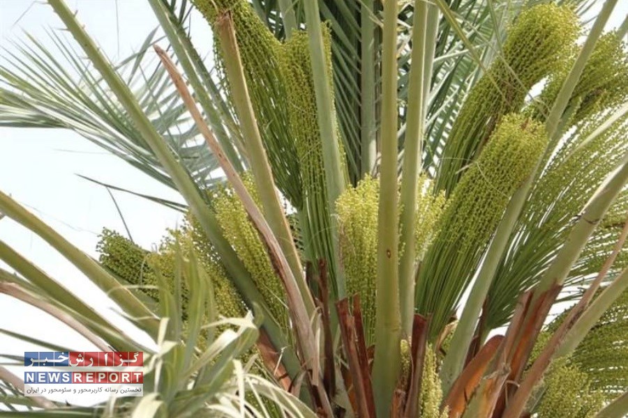 گرده افشانی ۶۲۸ هکتار نخیلات لامرد به پایان رسید