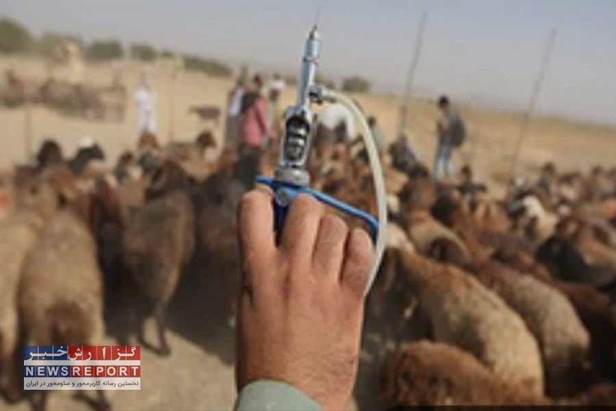 مایه کوبی دام و طیور در شهرستان کوار اجرا شد