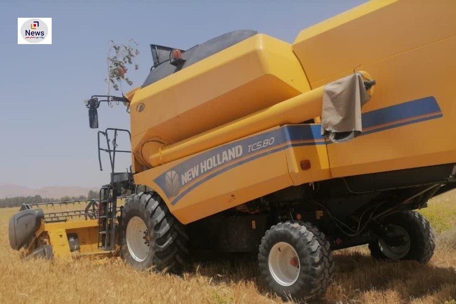 آغاز برداشت خوشه‌های طلایی گندم در زرین دشت