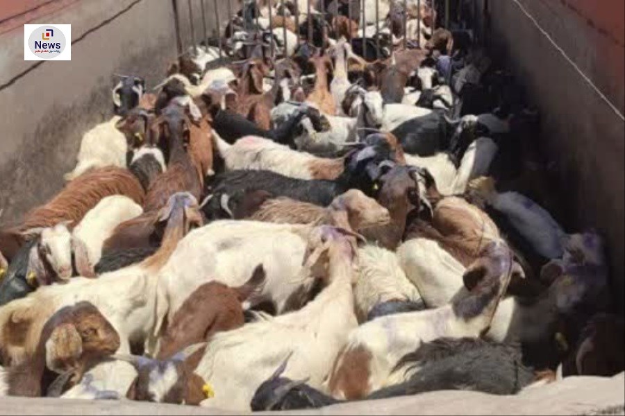 توقیف محموله قاچاق 281 راسی دام در بیضا